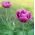 Tulipan Negrita Double - opak. 5 szt.