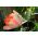 Tulipan Parrot King - opak. 5 szt.