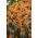 Tulipan Parrot King - opak. 5 szt.