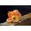 Tulipan Parrot King - opak. 5 szt.