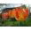 Tulipan Parrot King - opak. 5 szt.