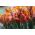 Tulipan Prinses Irene Parrot - opak. 5 szt.