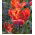 Tulipan Prinses Irene Parrot - opak. 5 szt.