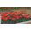 Tulipan Prinses Irene Parrot - opak. 5 szt.