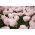 Tulipan Rejoyce - opak. 5 szt.