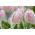 Tulipan Rejoyce - opak. 5 szt.