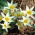Tulipan Turkestanica - opak. 5 szt.