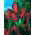 Tulipan Wallflower - opak. 5 szt.