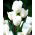 Tulipan White Bouquet - opak. 5 szt.