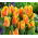 Tulipan Winnipeg - opak. 5 szt.