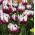 Tulipan Zurel - opak. 5 szt.