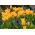 Tulipan Praestans Shogun - opak. 5 szt.