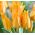 Tulipan Praestans Shogun - opak. 5 szt.