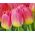 Tulipan Tom Pouce - opak. 5 szt.