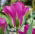 Tulipan Violet Bird - opak. 5 szt.