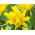 Tulipan Yellow Spider - opak. 5 szt.
