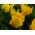 Tulipan Golden Glasnost - opak. 5 szt.