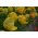 Tulipan Golden Glasnost - opak. 5 szt.