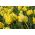 Tulipan Golden Glasnost - opak. 5 szt.