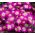 Zawilec grecki - Pink Star - 8 szt.