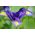 Irys holenderski Purple Sensation - 10 cebulek