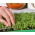 Microgreens - Kolendra siewna - młode listki o unikalnym smaku - 400 nasion