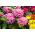 Cynia wytworna Super Yoga - wielkokwiatowa - 120 nasion