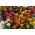 Cynia wytworna Super Yoga - wielkokwiatowa - 120 nasion