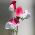 Groszek pachnący Pink Cupid - 24 nasion