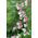 Groszek pachnący Pink Cupid - 24 nasion