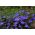 Lobelia przylądkowa niebieska - Stroiczka - 6400 nasion
