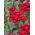 Goździk brodaty Scarlet Beauty - szkarłatny - 450 nasion
