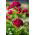 Goździk brodaty Scarlet Beauty - szkarłatny - 450 nasion