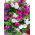Petunia olbrzymiokwiatowa - Smolicka Superbissima - 60 nasion