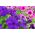 Petunia olbrzymiokwiatowa - Smolicka Superbissima - 60 nasion