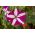 Petunia dwubarwna STARLET 2 - 80 nasion