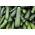 Cukinia Soraya - 100 gram - 1000 nasion