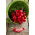 Rzodkiewka Saxa 2 - 100 gram - 8500 nasion