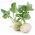 Kalarepa Wener Witte - 520 nasion