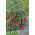 Pomidor Garden Perle - intensywnie czerwony, typu cherry