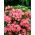Goździk brodaty Newport Pink - łososioworóżowy - 450 nasion