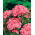 Goździk brodaty Newport Pink - łososioworóżowy - 450 nasion