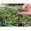 Microgreens – Jarmuż czerwony Scarlet - młode listki o unikalnym smaku - 900 nasion