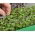 Microgreens – Kapusta mizuna - młode listki o unikalnym smaku - 1000 nasion