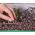 Microgreens - Rzodkiew - młode listki o unikalnym smaku - 255 nasion