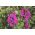 Petunia o kwiatach strzępiastych - różowa - 80 nasion