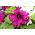 Petunia o kwiatach strzępiastych - mieszanka - 80 nasion