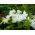 Petunia o kwiatach strzępiastych - mieszanka - 80 nasion