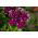 Petunia o kwiatach strzępiastych - mieszanka - 80 nasion