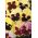 Bratek wielkokwiatowy Tutti Frutti - mieszanka - 240 nasion